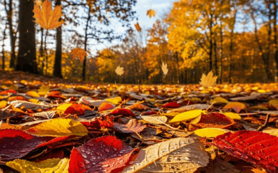 C’est la rentrée ! Et bienvenue aux nouveaux !